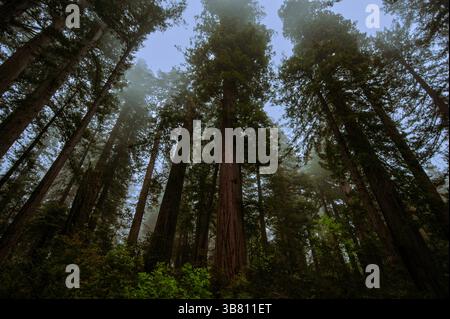 Kalifornische Mammutbäume (Sequoia sempervirens) im frühen Morgenlicht, Lady Bird Johnson Grove Trail, Kalifornien, USA Stockfoto