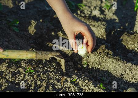 Kinderhände Pflanzen Zwiebelzwiebeln in Gartenbeet mit sichtbaren Bodenreihen und Werkzeugen. Outdoor-Frühlingsaktivitäten im Zusammenhang mit einheimischen Lebensmitteln und umweltbewussten Stockfoto