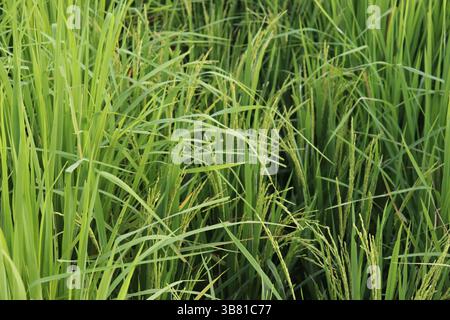 Das Bild zeigt eine Nahansicht des üppig grünen Reisfeldes mit hohen Stängeln und Samenköpfen, die ein strukturiertes Muster erzeugen. Die leuchtenden Grüntöne deuten auf Gesundheit hin Stockfoto