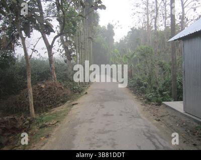 Das ruhige Bild fängt eine gerade, trübe Straße ein, die von dichten Bäumen und Grün auf beiden Seiten gesäumt ist und in einen ruhigen, nebeligen Wald führt. Der Landsc Stockfoto