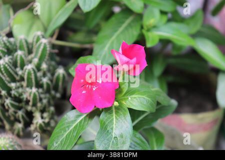 Ein faszinierendes botanisches Foto zeigt leuchtend rosafarbene Blütenpracht im Kontrast zu grünen Blättern. Dieses Bild zeigt die lebendige Schönheit der Natur A Stockfoto