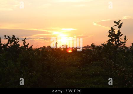 Atemberaubender Blick auf einen hellen Sonnenuntergang über einem Pflanzendickicht; die goldene Sonne scheint durch die Pflanzensilhouetten und schafft eine wunderschöne malerische A Stockfoto