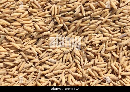 Dieses Bild zeigt eine Nahaufnahme von zahlreichen Reisreißkörnern. Die Körner bilden zusammen eine strukturierte Oberfläche und zeigen eine warme, goldene Farbe Stockfoto
