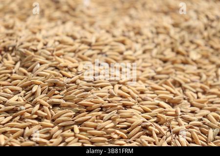 Ein eng geschnittener, abstrakter Blick konzentriert sich auf zahlreiche Körner von geerntetem, goldenem Reis. Die Komposition hebt die Textur und Tiefe der Farbe als li hervor Stockfoto
