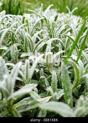 Frost auf grünem Gras – Nahaufnahme. Frisches grünes Gras am frühen Frühlingsmorgen, selektiver Fokus. Stockfoto