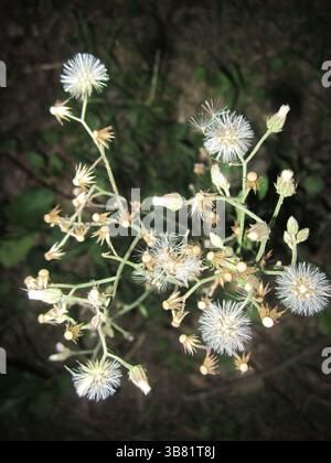 Dieses Bild wurde in einem Hochwinkel aufgenommen und zeigt mehrere Löwenzahn-Samenköpfe und kernlose Gefäße an einer Pflanze mit dezenten grünen Stämmen aga Stockfoto