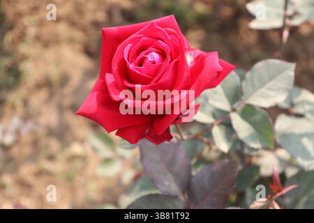 Eine exquisite Nahaufnahme zeigt das komplizierte Detail einer samtigen roten Rose, die die Textur und das elegante Blütenblatt unterstreicht, während der Hintergrund verschwommen ist Stockfoto