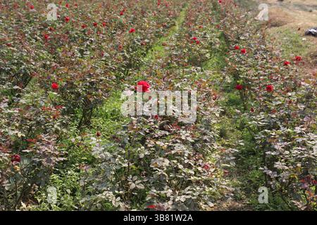 Das Bild zeigt ein dichtes Feld voller zahlreicher hellroter Rosen. Die leuchtenden Blüten stehen im Kontrast zu dem üppig grünen Laub und Stockfoto