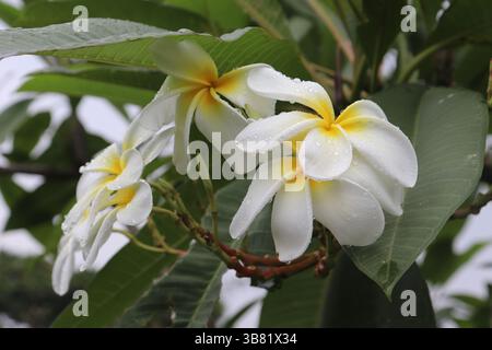 Aus nächster Nähe, die Schönheit der weißen und gelben Plumerieblüten, deren Blütenblätter mit sprudelnden Wassertropfen verziert sind, eingebettet in leuchtendes Grün Stockfoto
