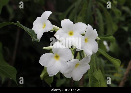 Unberührte Nahaufnahme zeigt mehrere weiße Plumeria-Blüten mit leuchtenden gelben Zentren, die zusammen faszinierende botanische Schönheit zeigen Stockfoto