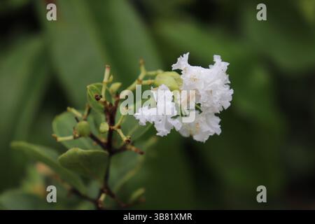Die Nahansicht zeigt eine weiße kreppmyrte (Lagerstroemia indica) Blüte in Blüte mit ihren charakteristischen zerknitterten Blütenblättern vor einem Hintergrund von grünem Blatt Stockfoto