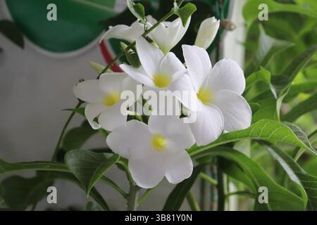 Die faszinierende Nahaufnahme zeigt unberührte weiße Plumeria-Blüten mit gelben Mittelpunkten, umgeben von grünen Blättern, die einen Hauch tropischer Eleganz verleihen Stockfoto