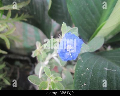 Detaillierte Nahaufnahme zeigt eine leuchtend blaue Evolvulus-Blüte mit weißen Stamen, umgeben von üppig grünen Blättern, die einen lebhaften floralen Kontrast im Th erzeugen Stockfoto