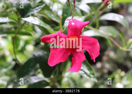 Ein detailliertes Nahfoto zeigt die lebendigen rosafarbenen Blüten und die komplizierte Stuck einer einzelnen Mandevilla-Blume, mit einem Hintergrund aus üppigem Grün Stockfoto