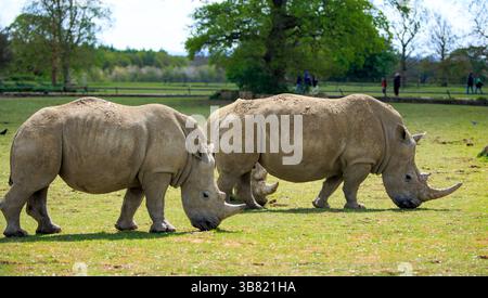 Drei vom Aussterben bedrohte Weiße Nashörner, die auf üppig grünem Gras im Cotswold Animal Park weiden. Aufgrund der Form des Th sind sie auch als Square Lipped bekannt Stockfoto