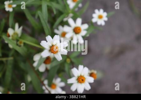 Dieses Foto wurde in Nahaufnahme aufgenommen und zeigt mehrere Gänseblümchen fleabane-Blüten mit markanten weißen Blüten und markanten orangefarbenen Mittelpunkten, die gegen einen Sof stehen Stockfoto
