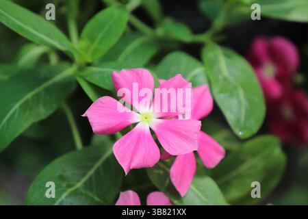 Nahaufnahme einer leuchtenden rosafarbenen fünfblättrigen Blume mit einem hellgelben Zentrum, umgeben von üppig grünen Blättern, zeigt die Schönheit der Natur in scharfer Detai Stockfoto
