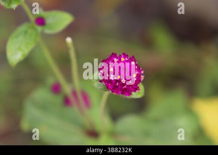 Eine detaillierte Nahaufnahme zeigt eine leuchtend violette Globus-Amaranth-Blüte mit winzigen weißen Blüten vor einem Hintergrund aus weichen, verschwommenen Blättern und steinen Stockfoto
