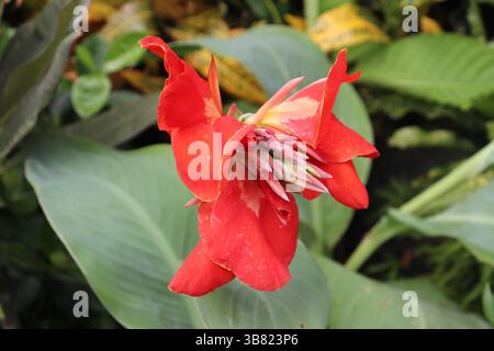 Die Nahaufnahme zeigt eine hellrote Canna-Lilie mit zarten gelben Markierungen und mehreren Blüten in der Mitte, die vor einem Hintergrund stehen Stockfoto
