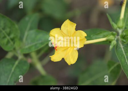Die fesselnde Makroaufnahme zeigt eine leuchtend gelbe vier-Uhr-Blume. Rote Staubgefäße bilden einen Brennpunkt inmitten einer grünen Kulisse. Die Blütenblätter zeigen einen Text Stockfoto