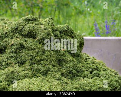 Ein großer Haufen frisch geschnittener Grasschnitt, leuchtend grün in der Farbe, vor einem verschwommenen Hintergrund aus Grün und lila Blumen. Die Textur von t Stockfoto