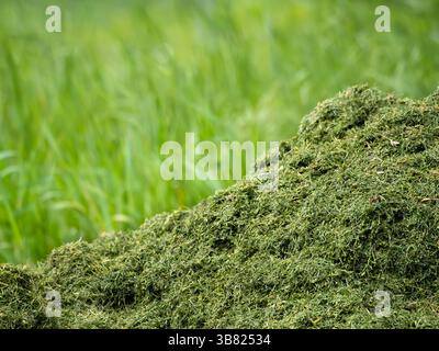 Eine Nahaufnahme eines Haufens frisch geschnittener Grasschnitt mit verschwommenem grünem Grashintergrund. Die Struktur des Grasschnitts ist sichtbar, Showca Stockfoto