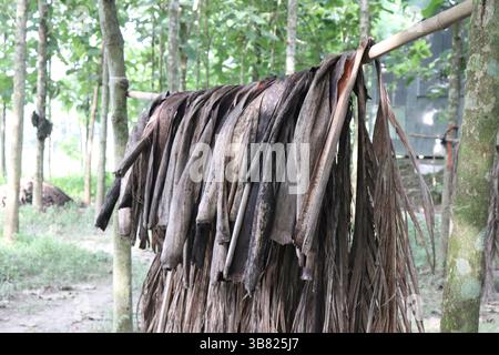 Hängende Reihen von dunkelbraunen, trockenen Palmenwedel hängen an einem Bambuspfahl und bilden einen vorübergehenden Unterschlupf oder eine traditionelle ländliche Konstruktion innerhalb des Stockfoto