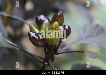 Das Nahaufnahme-Foto zeigt eine lebhafte Ansammlung von Zierpaprika, die von grün zu glänzend violett übergeht und auf auffälligen schwarzen Stielen innerhalb eines o wächst Stockfoto