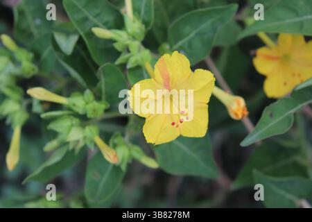 Eine Nahaufnahme zeigt eine leuchtend gelbe vier-Uhr-Blume in voller Blüte und zeigt einzigartige rote Flecken, orangefarbene Streifen und umliegende Blätter in i Stockfoto