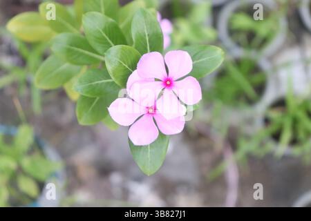 Das detailreiche Bild zeigt zwei rosafarbene Blüten, umgeben von üppigem grünem Laub. Sanfte Beleuchtung hebt Blütenblätter und V hervor Stockfoto