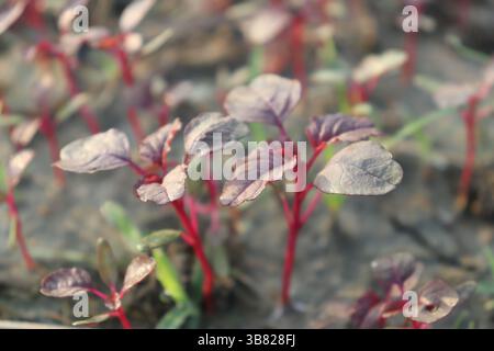 Eine Nahaufnahme zeigt frisch gekeimte Ruby Red Swiss Chard Setzlinge mit ihren markanten roten Stielen und leicht glänzendem, strukturiertem Grün Stockfoto