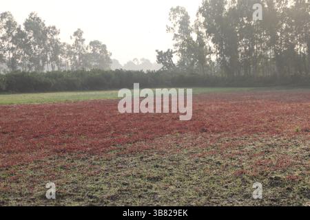 Dieses Bild wurde bei Tageslicht aufgenommen und zeigt ein lebhaftes Feld mit üppigen roten Amaranth-Pflanzen, dessen Hintergrund Silhouetten die Tiefe erhöhen Stockfoto