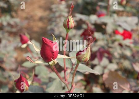 Mit einem scharfen Fokus auf drei Rosenknospen, einer vollständig rot und die anderen zwei mit einer Mischung aus Grün und Rot, fängt die Schönheit der Natur in dieser botanischen Seite ein Stockfoto