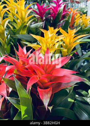 Die Blüte der Guzmania Bromelia in einer Baumschule. Mehrjährige und immergrüne Pflanze. Gartenkonzept. Stockfoto
