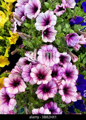 Petunien blumig in einer Pflanzenzüchterei. Familienname Solanaceae, wissenschaftlicher Name Petunia. Blumen Hintergrund. Gartenkonzept. Stockfoto
