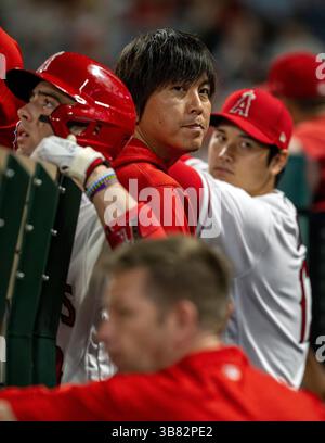 15. Juli 2023, Anaheim, Kalifornien, USA: Los Angeles Angels SHOHEI OHTANI (rechts) mit seinem ehemaligen Übersetzer IPPEI MIZUHARA (Mitte) im Engelsdugout am 15. Juli 2023. MIZUHARA isr beschuldigt, 16 Millionen Dollar von OHTANI gestohlen zu haben, der derzeit für die Los Angeles Dodgers spielt. (Bild: © Mark Edward Harris/ZUMA Press Wire) Stockfoto
