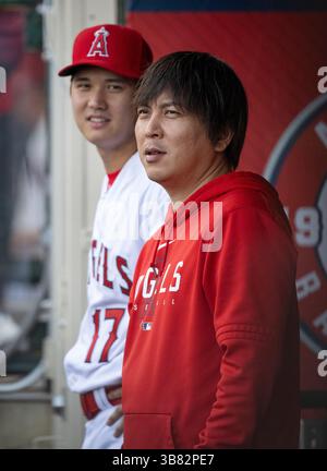 15. Juli 2023, Anaheim, Kalifornien, USA: Los Angeles Angels SHOHEI OHTANI (links) mit seinem ehemaligen Übersetzer IPPEI MIZUHARA (rechts) im Engelsdugout am 15. Juli 2023. MIZUHARA isr beschuldigt, 16 Millionen Dollar von OHTANI gestohlen zu haben, der derzeit für die Los Angeles Dodgers spielt. (Bild: © Mark Edward Harris/ZUMA Press Wire) Stockfoto