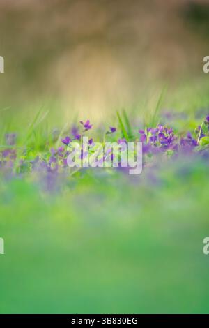 Ein Makrofoto von Veilchen (Viola), die zwischen grünem Gras wachsen. Ihre leuchtenden violetten Blüten stehen in wunderschönem Kontrast zur Umgebung, während der Sof Stockfoto