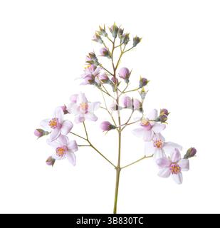 Frischer Zweig von Deutzia mit blassrosa Blüten und Knospen isoliert auf weißem Hintergrund. Selektiver Fokus Stockfoto