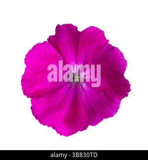 Helle magentafarbene Blume isoliert auf weißem Hintergrund. Silencoronaria. Stockfoto