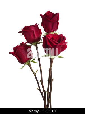 Vier dunkelrote Rosen isoliert auf weißem Hintergrund. Stockfoto