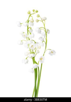 Lily of the Valley blüht isoliert auf weißem Hintergrund. Stockfoto