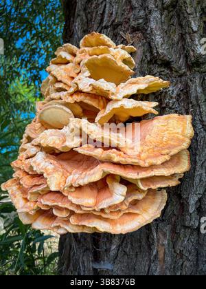 Makroaufnahme des Klammerpilzes Laetiporus sulphureus, der auf einem Baumstamm wächst. Seine leuchtend orange Fruchtkörper mit einer welligen Textur erzeugen einen Stockfoto