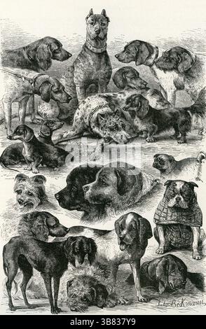 PREISHUNDE DER INTERNATIONALEN HUNDESCHAU IN HANNOVER Stockfoto