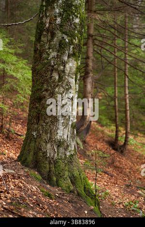 Moosbedeckte Buchenstämme (Fagus sylvatica), die auf einem Waldhang wachsen und von Laubstreu und Nadelbäumen umgeben sind Stockfoto