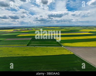 Aus der Luft sehen Sie wunderschöne Felder mit gelbem Rapssaat. Dorf Landbau Formen in Feldern. Frühlingsfelder gelbblühender Rapssamen. Stockfoto