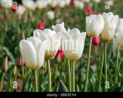 Wunderschöne weiße Tulpen blühen im Frühling in einem üppigen Blumengarten Stockfoto
