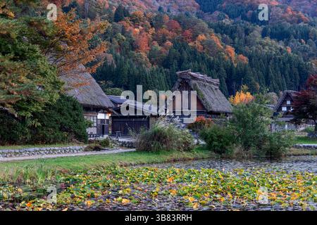 Malerischer Herbstabend in Shirakawa-Go, Japan mit Gassho-Dachhäusern, bunten Bäumen und einem mit Lilien bedeckten Teich im historischen Dorf Stockfoto