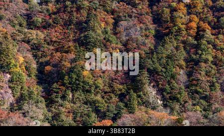 Waldtextur mit Herbstfarben an einem japanischen Berghang mit einer Mischung aus grünem, rotem, orangefarbenem und gelbem Laub, das den gesamten Rahmen ausfüllt Stockfoto