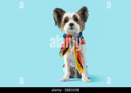 Süßer Biewer Terrier Hund mit Schal auf blauem Hintergrund Stockfoto